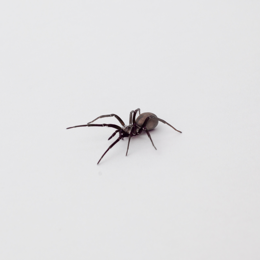 Southern House Spider - Large Female | Free Shipping