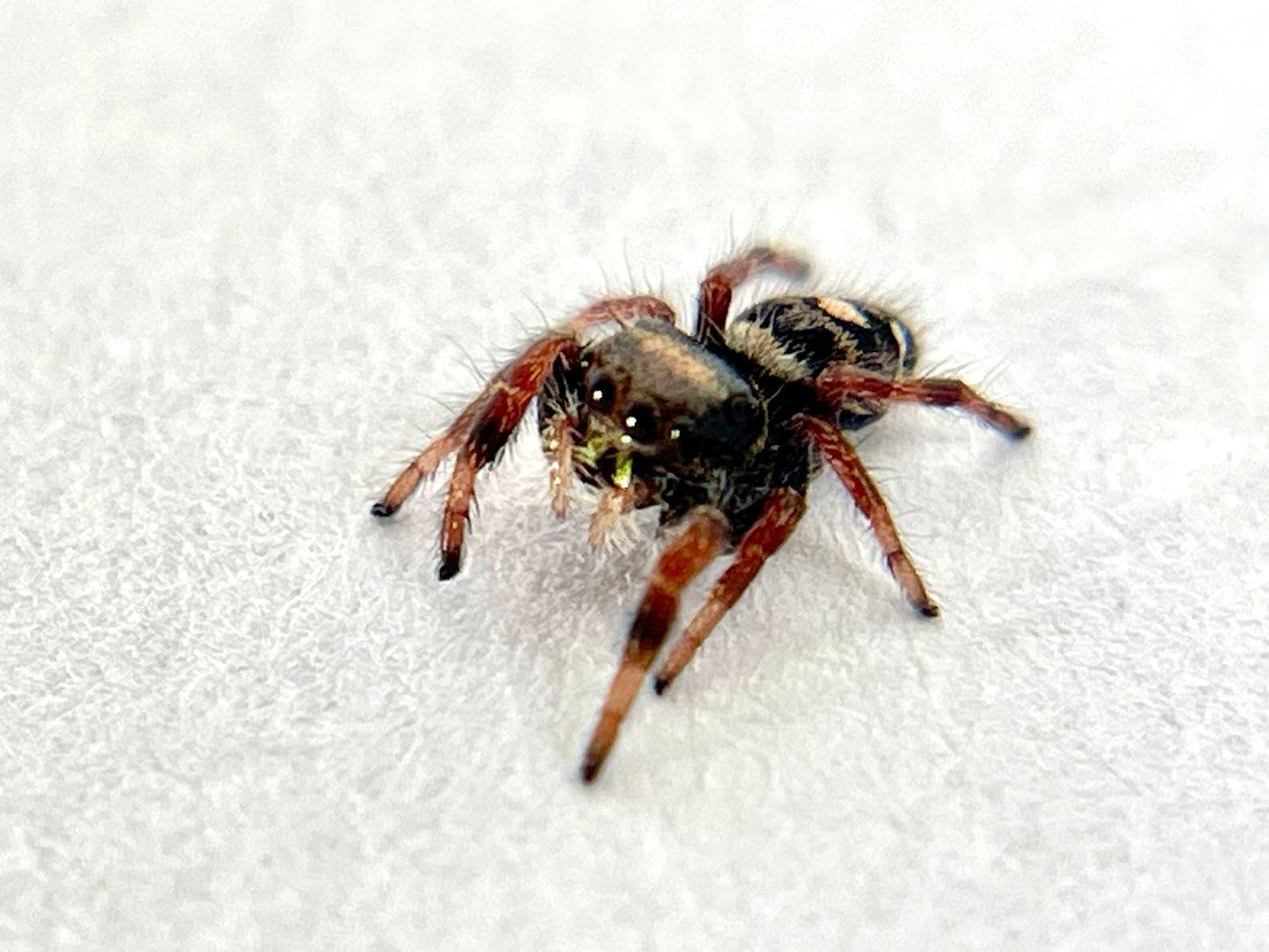 Regal Jumping Spider - Unsexed Juvenile | Free Shipping