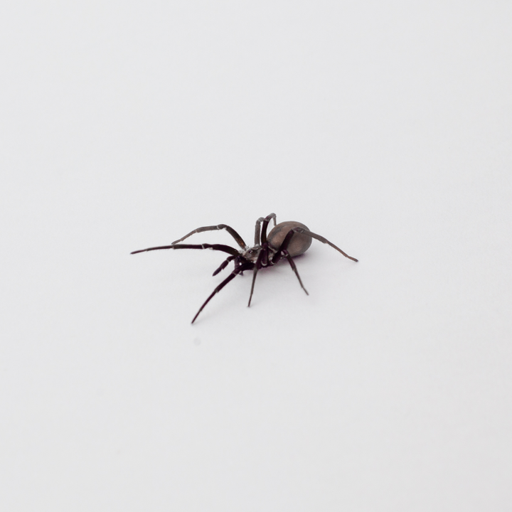 Southern House Spider - Large Female