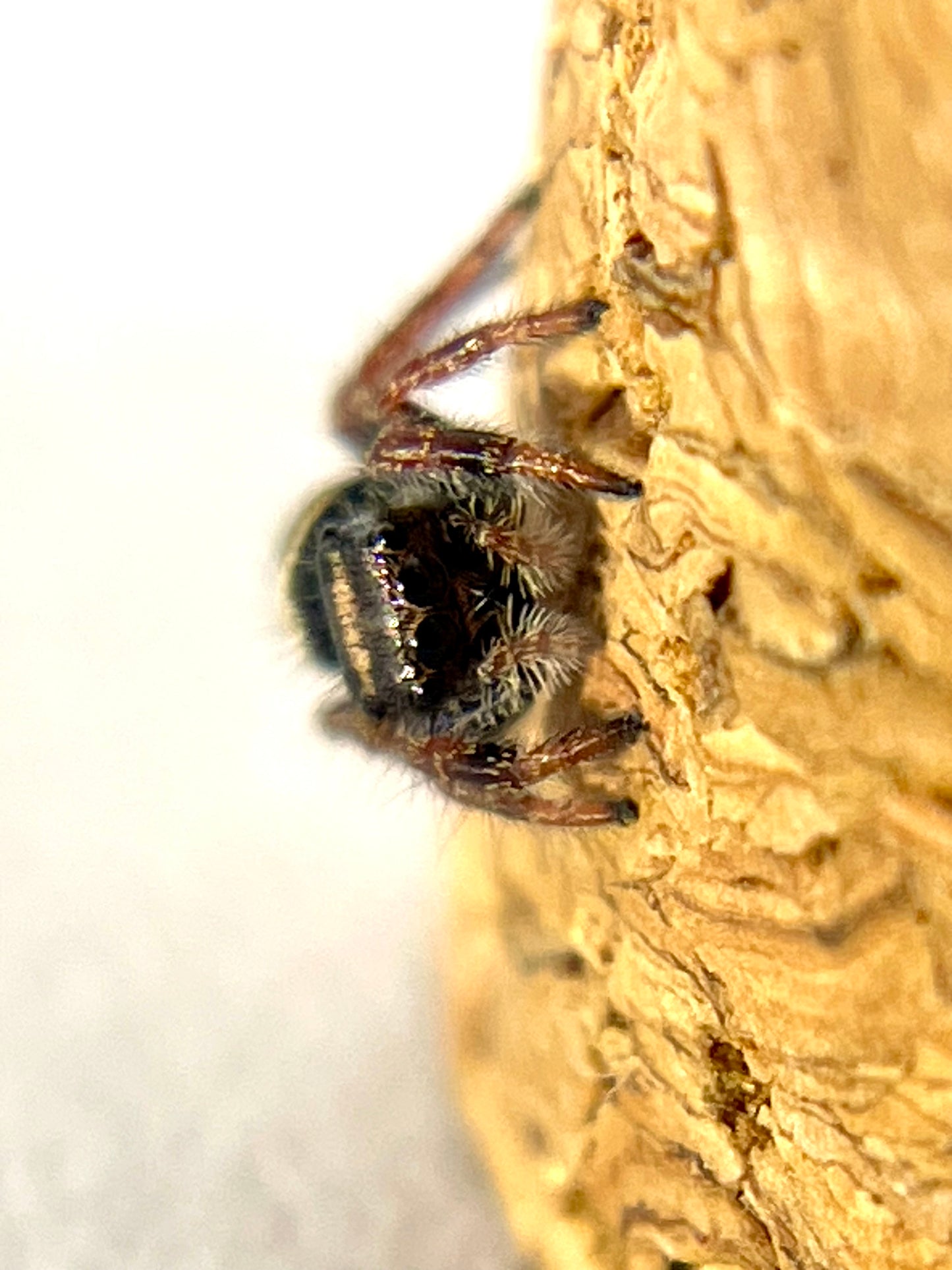 Regal Jumping Spider - Unsexed Juvenile | Free Shipping